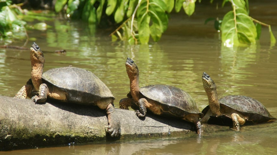 maatwerk reizen Costa Rica tortuguero